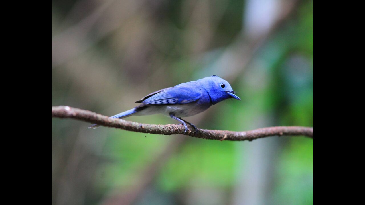 Black-naped Monarch bird video