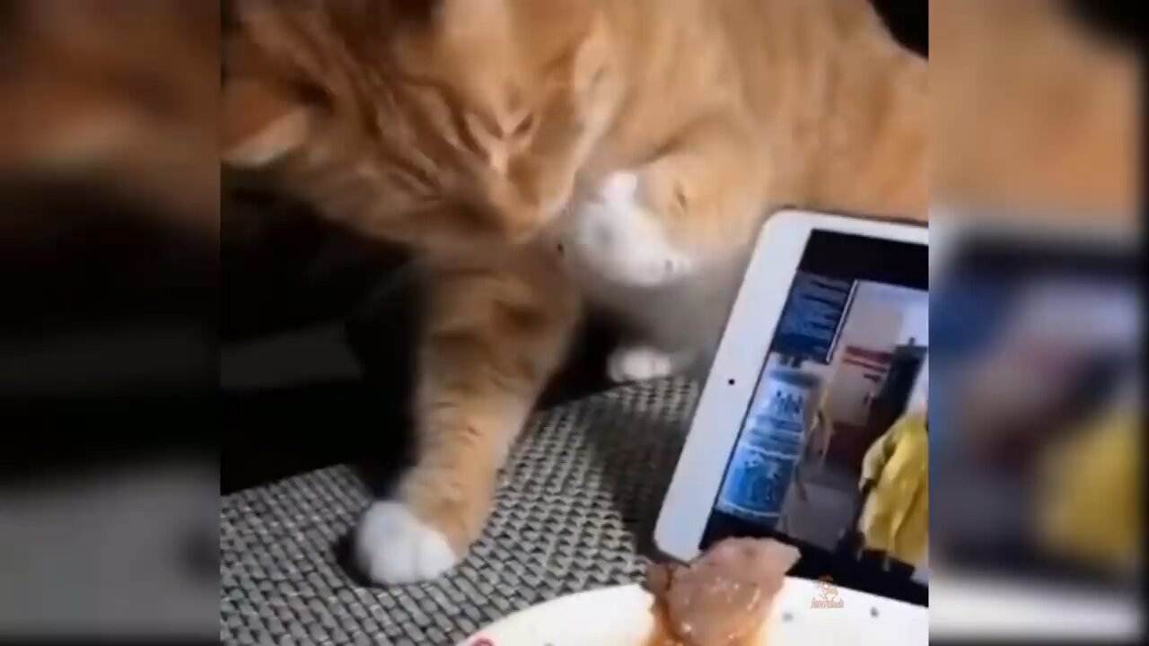 When your cat ❤️is intelligent 😤