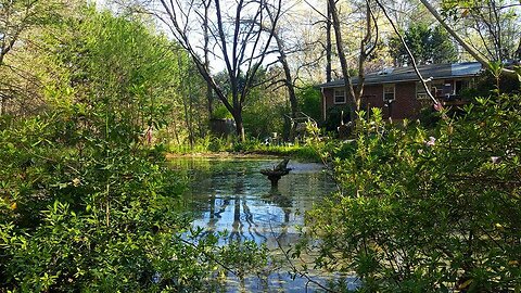 Bullfrog rescue