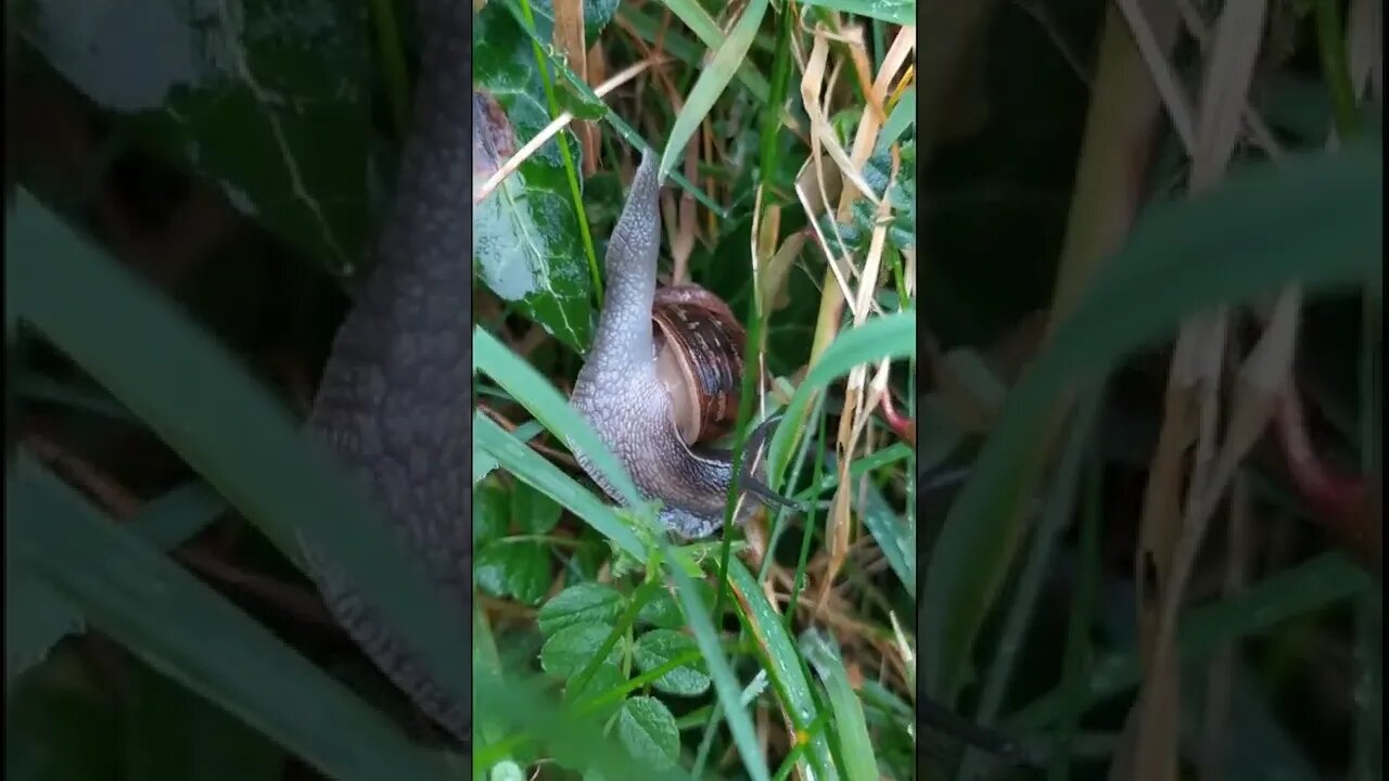 Garden snail