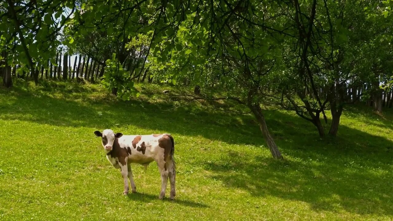 Cute calf on the meadow