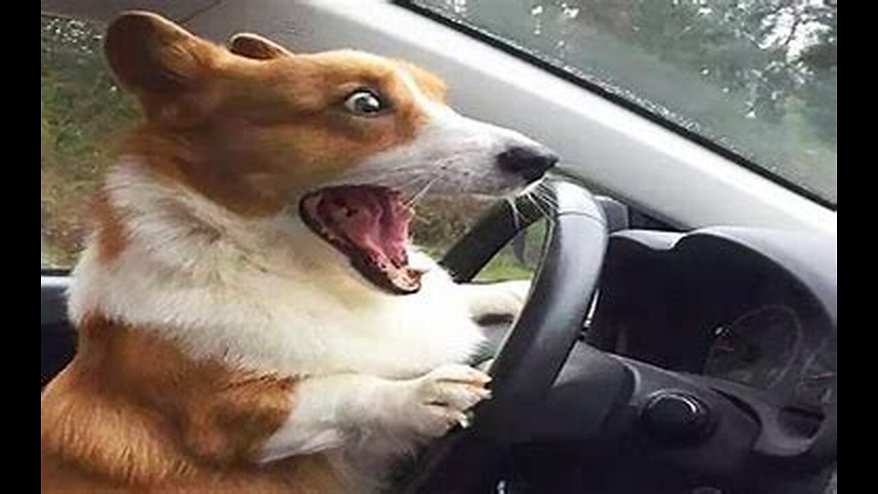 Funniest Animals Videos 🐇Can Make You More Happy #19