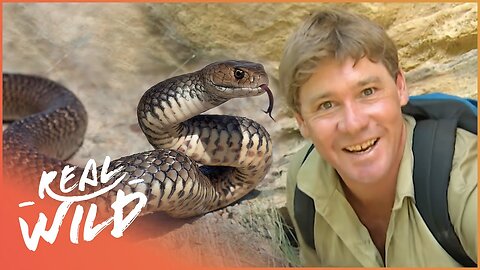 Steve Irwin Meets The World's Most Venomous Snakes | Real Wild