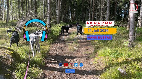 Skogpod 11. juli 2024