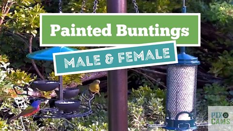 Male & Female Painted Buntings