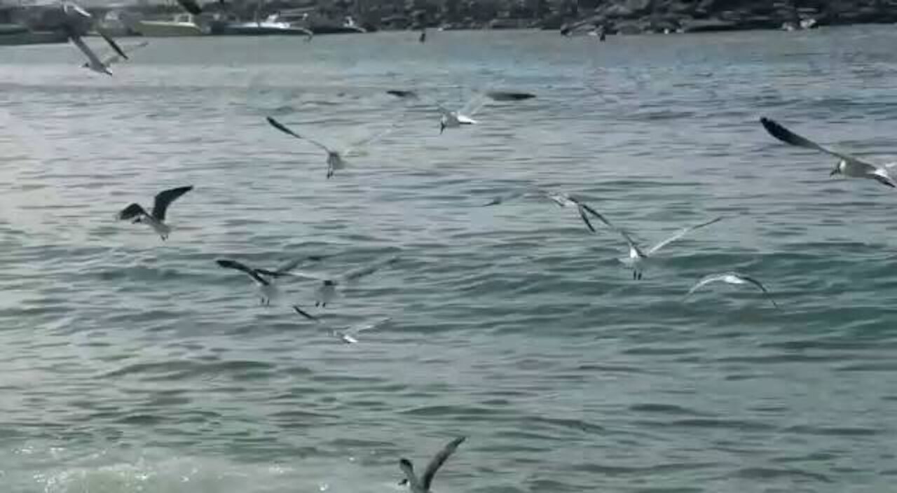 Seagull and Pelicans Fish Battle