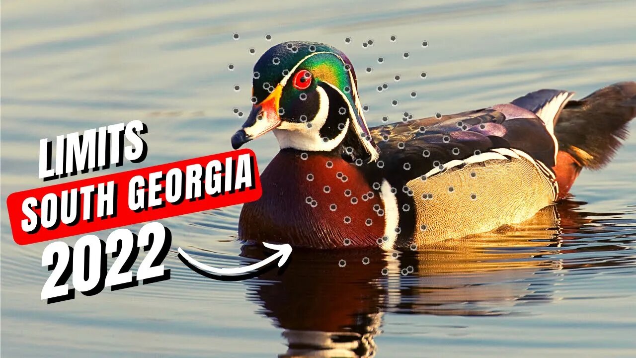 Awesome Start to Georgia Duck Season 2022