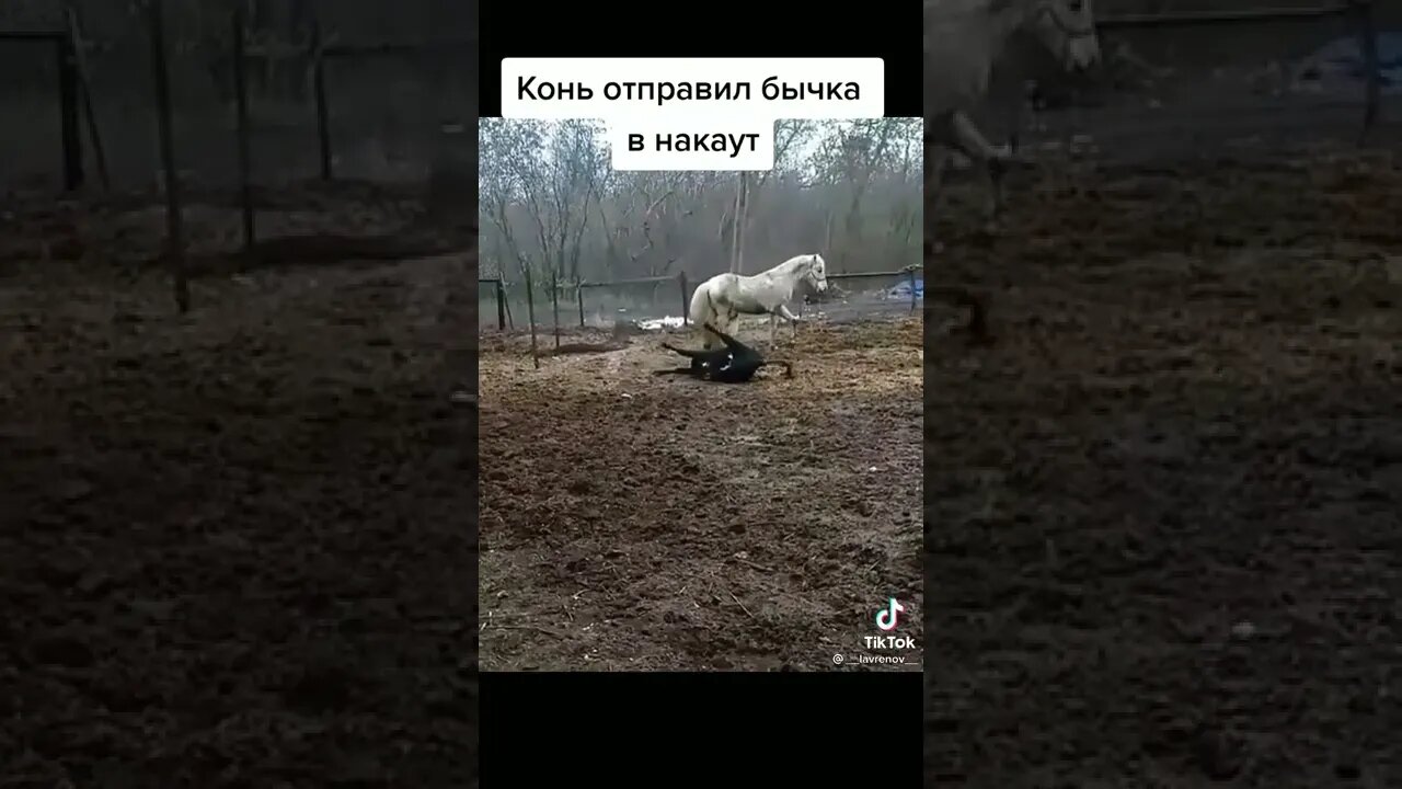 Приколы с животными#shorts #tiktok #приколы2022 #тикток2022