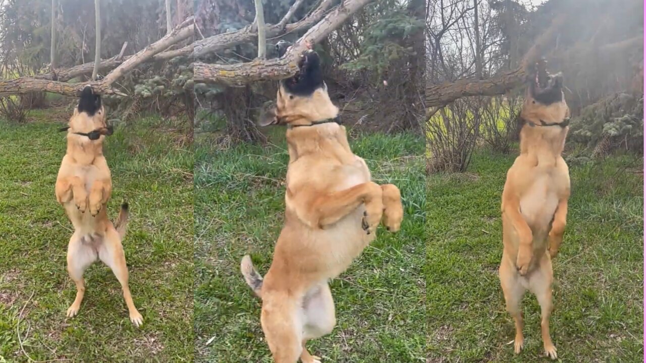 The dog wants the stick attached to the tree