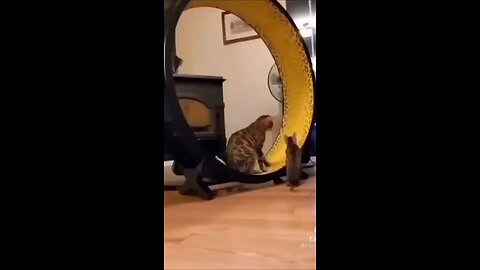 Two cat funny video