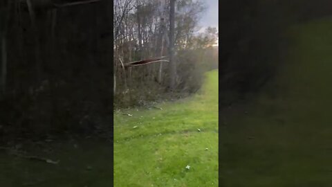 Trees are Down Everywhere 😢