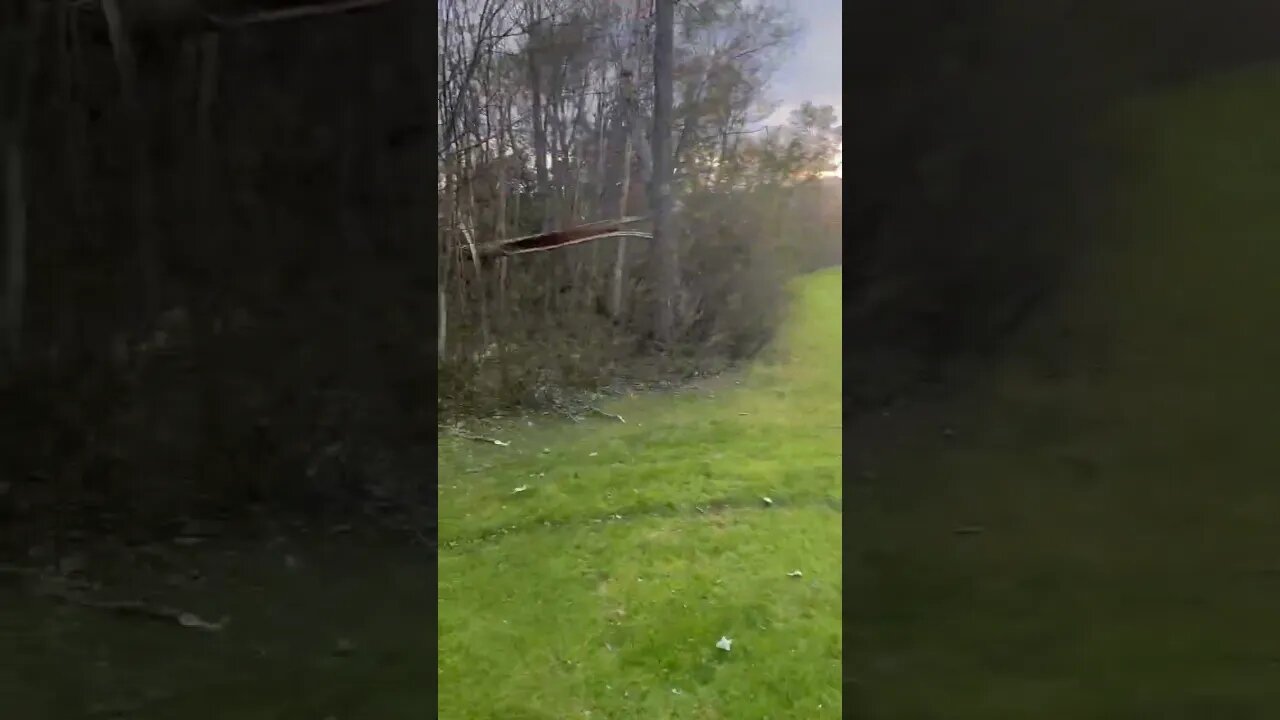 Trees are Down Everywhere 😢