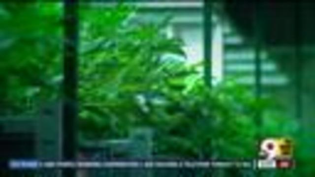 Ohio medical marijuana program on hold