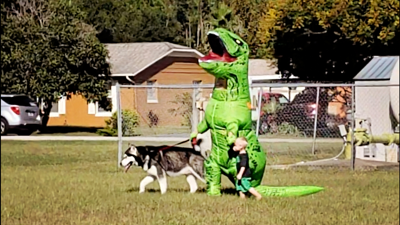 Malamute Walks T REX