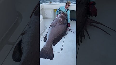 Massive Warsaw Grouper