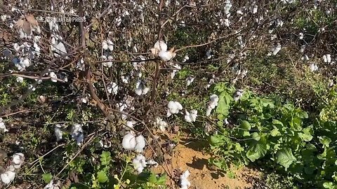 Farmers still reeling after Hurricane Helene ravaged crops across the South