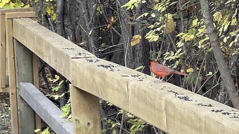 Cardinals enjoying black seeds James Gardens Toronto