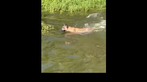 Belgian Malinois swims like a shark!!!