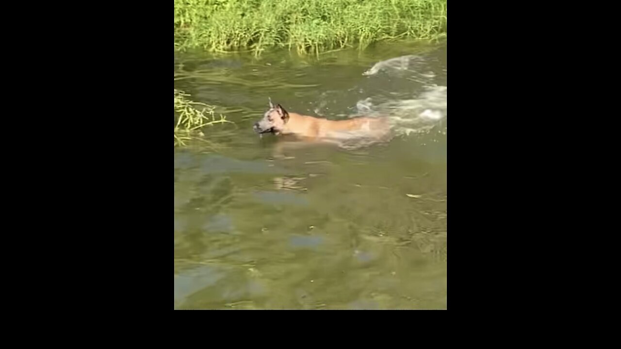 Belgian Malinois swims like a shark!!!