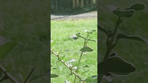 #veiws_viral_video_subscribers_grow #clip birdy time ⏲️ 😎 👌 🙌 like and subscribe to my channel