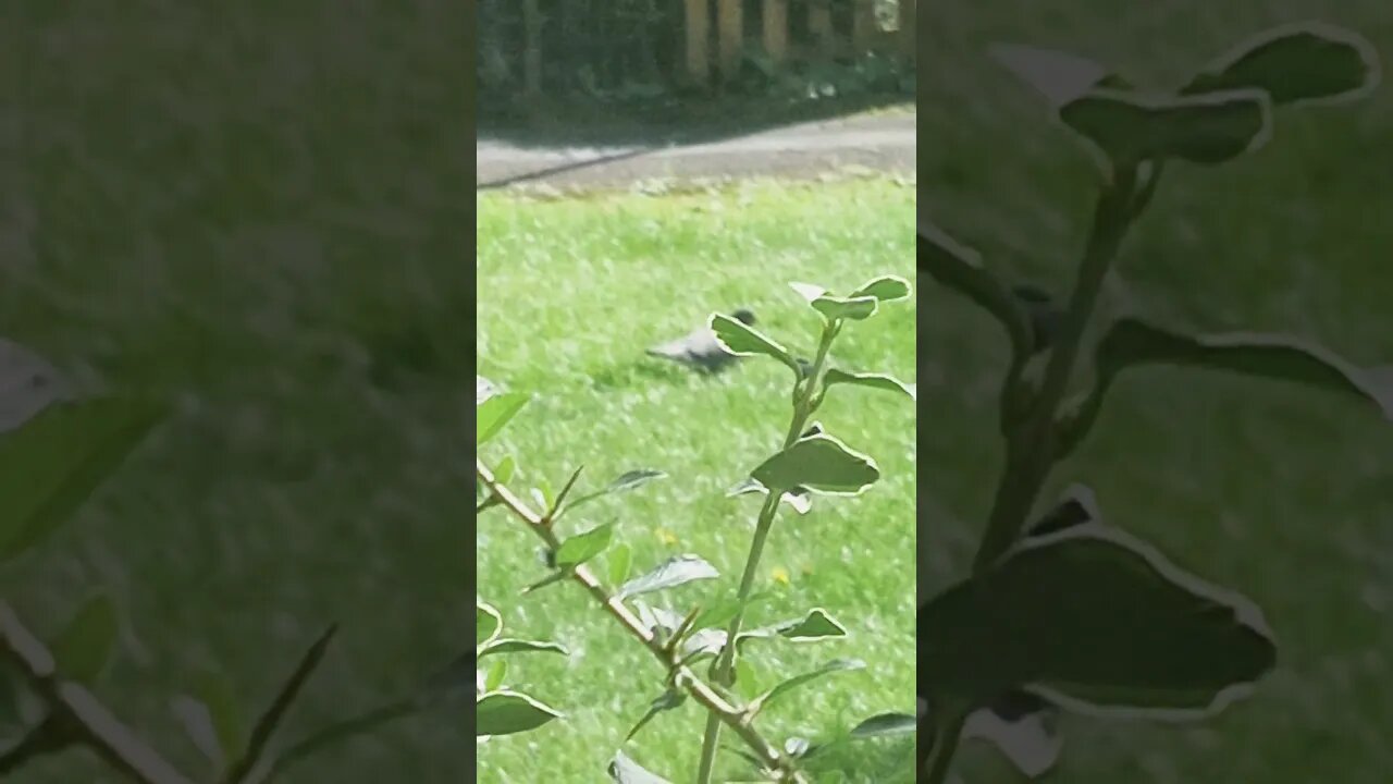 #veiws_viral_video_subscribers_grow #clip birdy time ⏲️ 😎 👌 🙌 like and subscribe to my channel