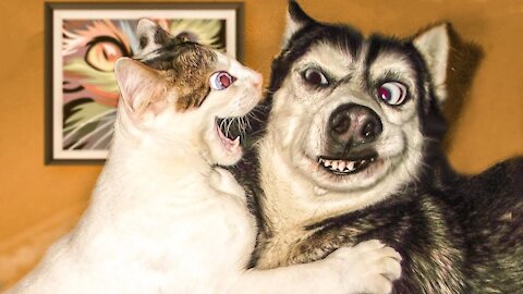 😂 The Cutest & Funniest Dogs And Cats 😂 TRY NOT TO LAUGH!