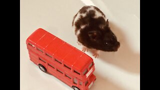 Hamster sightseeing in London