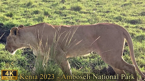 Kenia 2023 - Animal videos, lion in the forest, Amboseli National Park