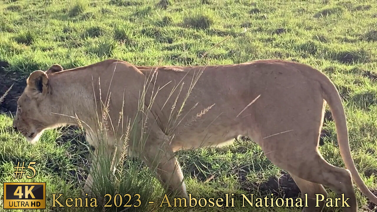 Kenia 2023 - Animal videos, lion in the forest, Amboseli National Park