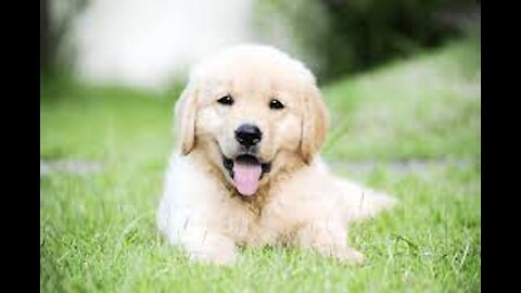 Cute Golden Retriever ❤💕