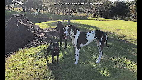 Great Danes And Dog Friends Have Fun Playing In A Pile Of Dirt