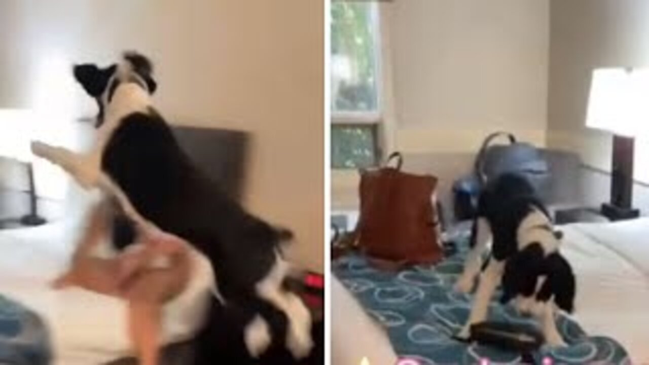 Dog gets super excited about spending the night in a hotel room!