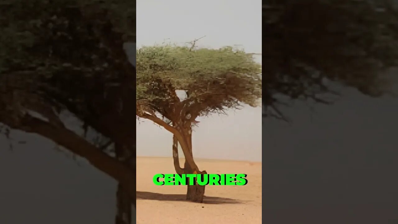 The Sad Story of the Tree of Tenere in the SAHARA DESERT! #shorts