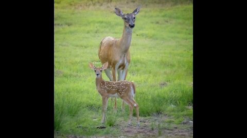 deer and dog