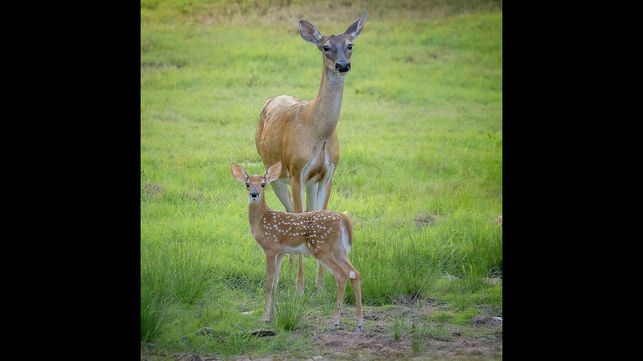 deer and dog