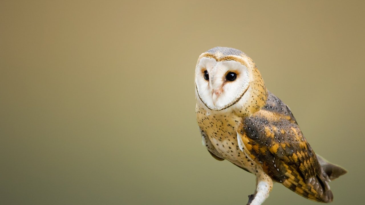 Owls - scenic relaxation film with calming music