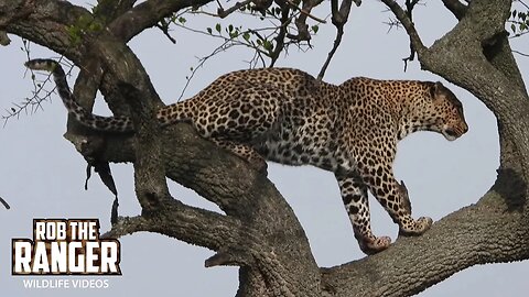 Leopard Relaxes In A Tree After Feeding | Lalashe Maasai Mara Safari