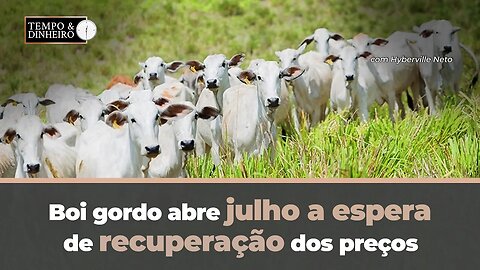 Boi gordo abre julho a espera de recuperação de preços.Exportações sobem em volume e caem em receita