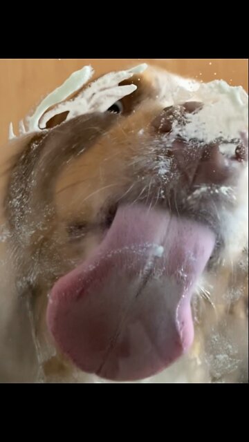 This dog loves whipped cream so much