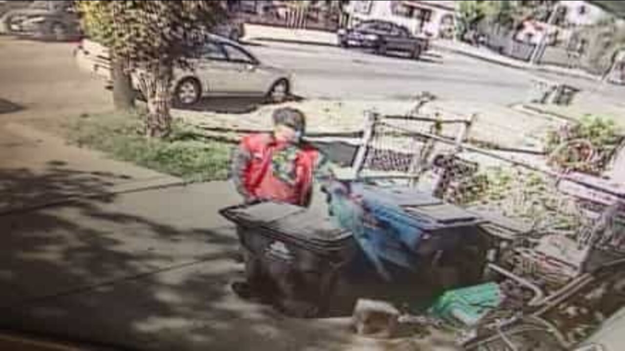 Man steals family's parrot in broad daylight