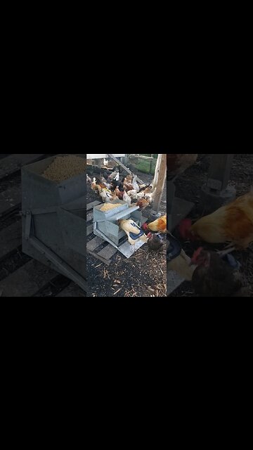 Time To Refill The Food Thing #chickens #chickenlife #happyhens