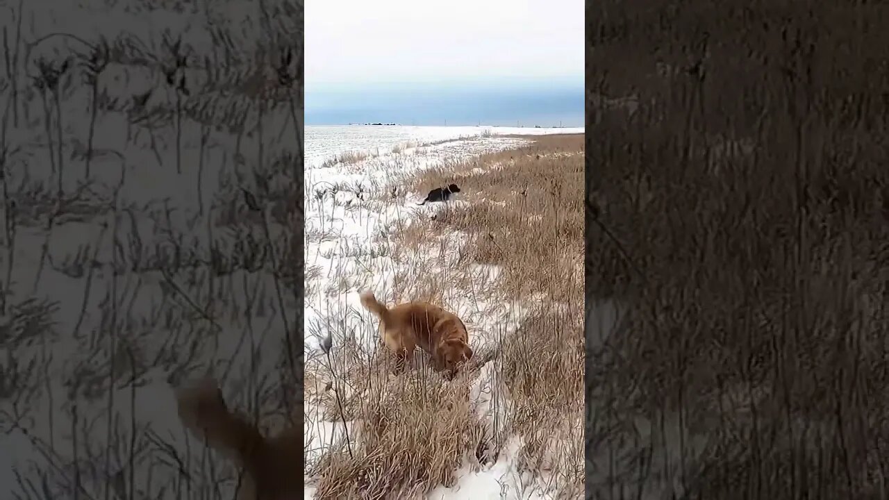 Golden Retriever Almost Caught a Pheasant!! #goldenretriever #pheasanthunting #birddog