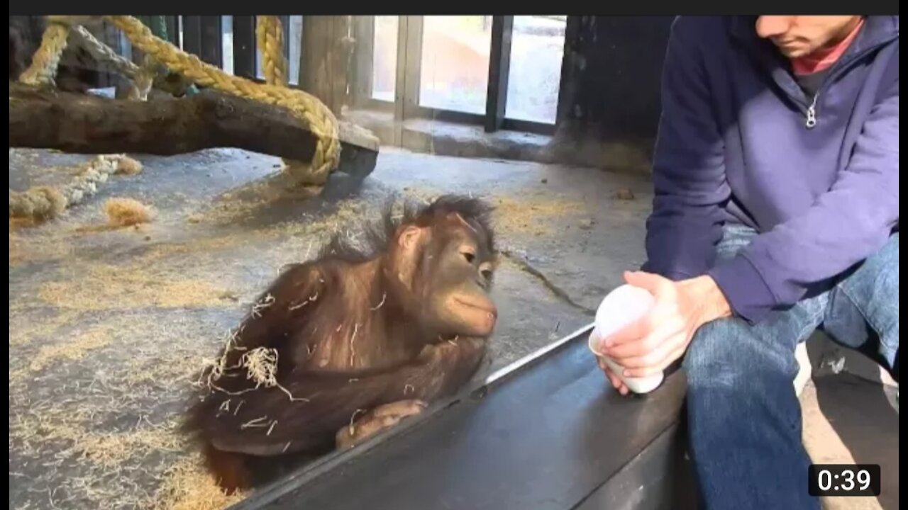 Monkey sees magic trick and gets shcoked