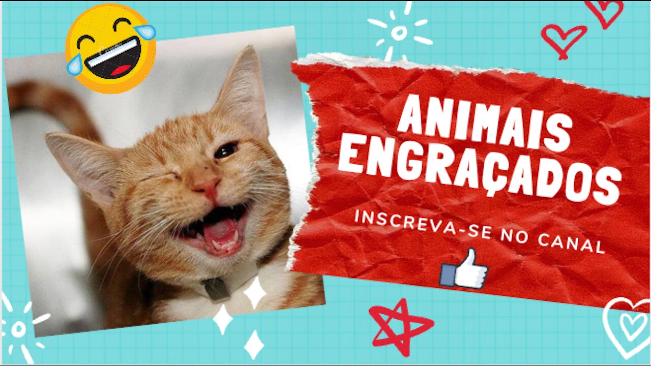 #Animais engraçados