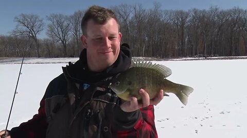 Bluegill on Illinois Ice