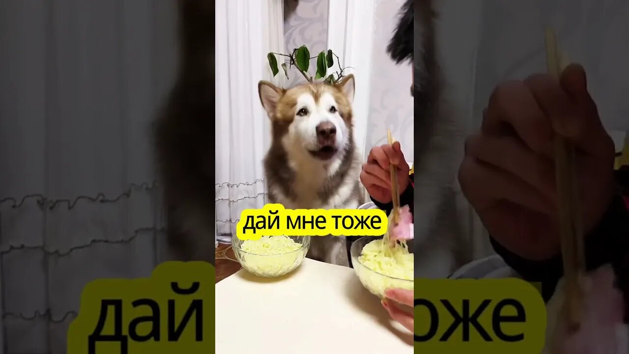 Dog: Then I’m welcome