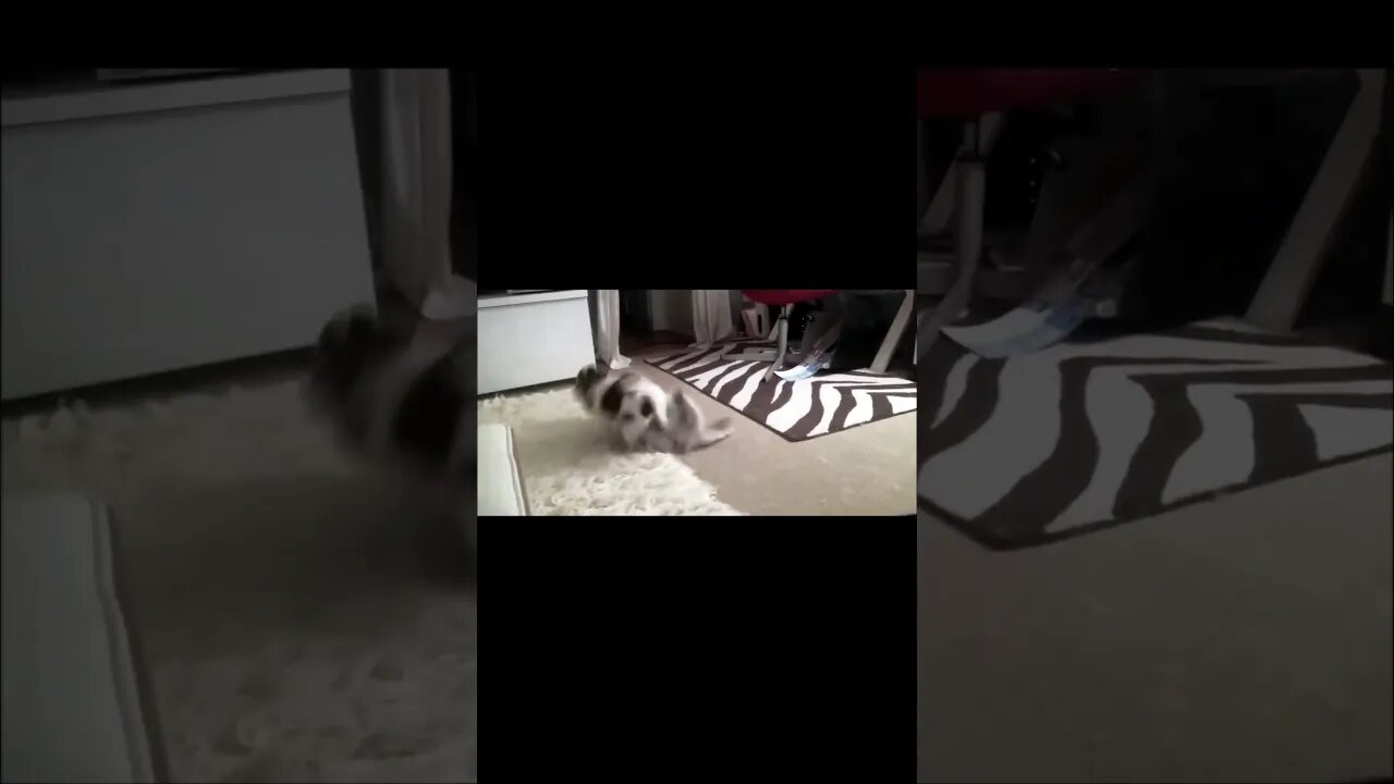 My Dog Had Coffee For The First Time #shorts #cats #dogs #like #funny #subscribe