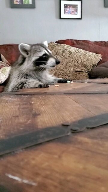 Raccoon Feeding Frenzy!!!