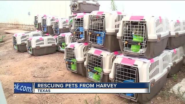 Humane societies in Milwaukee ready to help pets impacted by Harvey