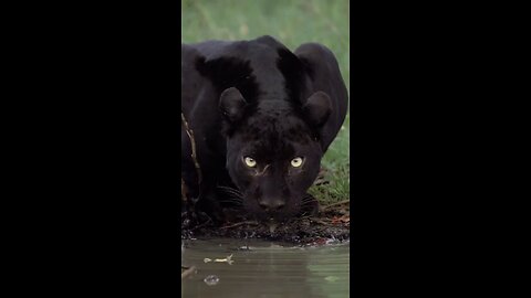 Did you know that a black leopard is an ordinary leopard, but it gains it's black colour thanks to..